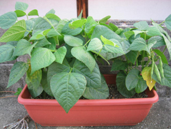 インゲン豆もプランター菜園向き 観葉植物と家庭菜園のブログ